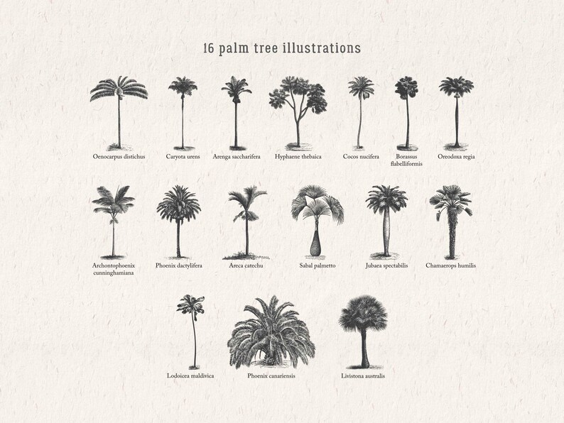 Vintage Palm Tree Illustrations SVG – Tropical Botanical Tree Shapes Clipart Bundle PNG, DXF, Eps image 2
