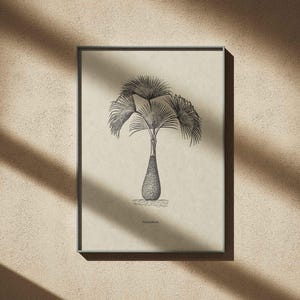 Vintage Palm Tree Illustrations SVG – Tropical Botanical Tree Shapes Clipart Bundle PNG, DXF, Eps image 4