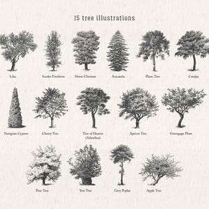 Tree Illustration SVG - Vintage Woodland Vector Clipart & Botanical Printable PNG Design Elements - Vol. 3 image 2