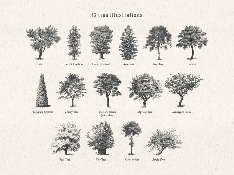 Tree Illustration SVG - Vintage Woodland Vector Clipart & Botanical Printable PNG Design Elements - Vol. 3 image 2