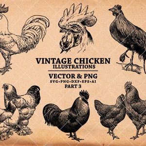 Pollo SVG, Dibujo de pollo vintage, Ilustración de pollo dibujado a mano, Pollos Clipart Svg Dxf Png Eps para transferir, imprimir, cortar archivos