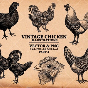 Chicken SVG, Vintage Chicken Drawing, Hand Drawn Chicken Illustration, Chickens Clipart Svg Dxf  Png Eps for transfer, print, cut files