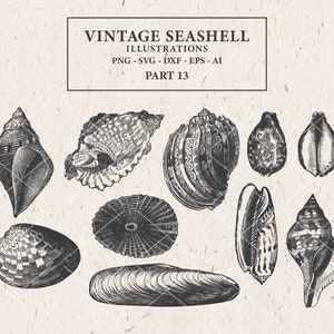 May include: A collection of ten vintage black and white illustrations of seashells. The illustrations are detailed and intricate, showing the different shapes and textures of the shells.