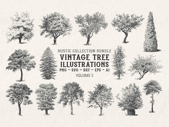 Tree Illustration SVG - Vintage Woodland Vector Clipart & Botanical Printable PNG Design Elements - Vol. 3