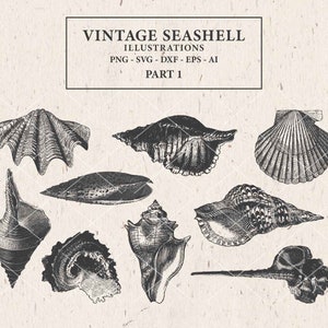 Puede incluir: Ilustraciones vintage de conchas marinas en blanco y negro. La imagen presenta diversas formas de conchas, incluyendo caracolas y vieiras. El texto en la parte superior dice "VINTAGE SEASHELL ILLUSTRATIONS" y "PART 1".