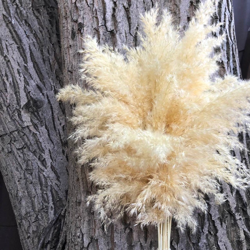 Pink pampas grass decor Feather reed grass Backyard designs Etsy