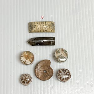 Crinoid Sternfossil, prähistorische Kreatur, detailierte Feenmünzenfossilien, sammelbare Fossilien, natürlich und unbemalt,