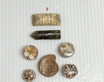 Crinoid  star Fossil , prehistoric creature , detailend fairy coin fossils ,collectible fossils , natural and unpainted,