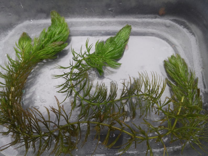 Coontail / Water Hornwort Ceratophyllum demersum Aquatic