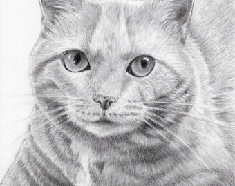 Custom Cat Drawing from photo, Pet drawing, Cat Memorial, Pet Portrait, Pet loss gifts, Cat Art, Cat Portrait Custom, Gift for her, Pet loss