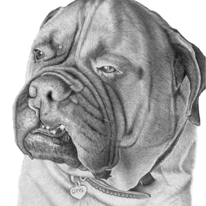 DOG PORTRAIT from photo, bulldog, Custom Dog Portrait, Custom Pet drawing, pet memorial, french bulldog, Boston terrier, bull mastiff