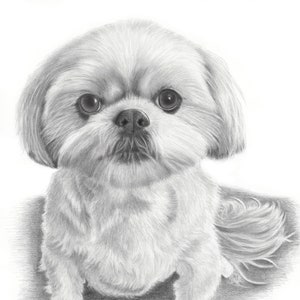 May include: A black and white pencil drawing of a small, fluffy white dog with big, dark eyes. The dog is sitting with its tail curled behind it.