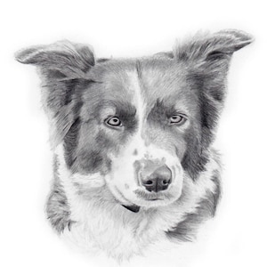 DOG PORTRAIT from photo, Pet Portrait, Dog Portrait, Border Collie, Australian Shepherd, Pet portrait custom, pet memorial gift, dog mom