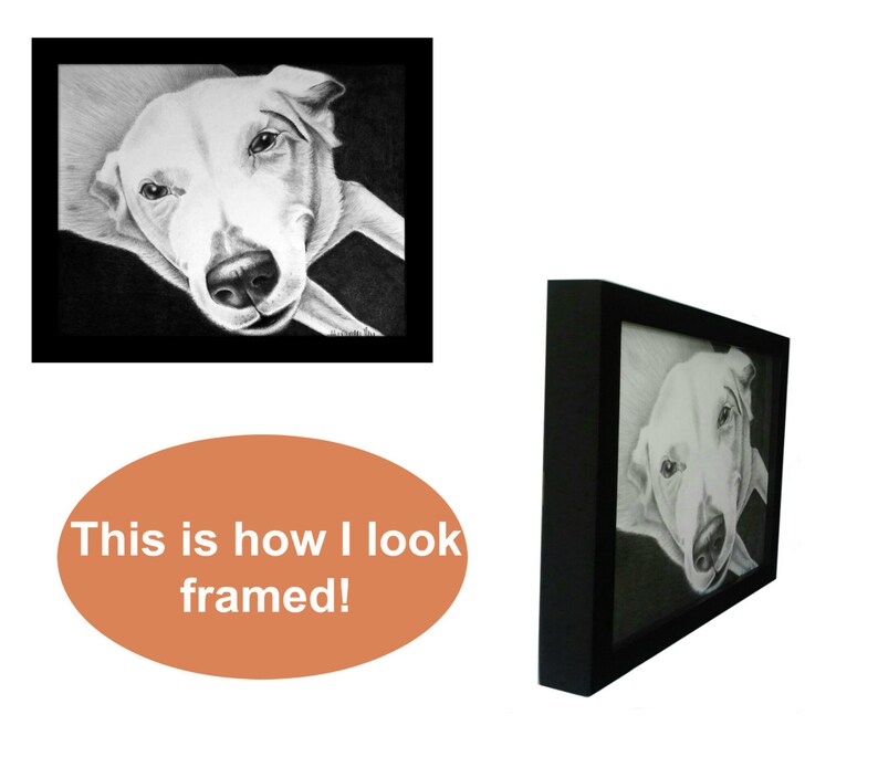 May include: Black and white pencil drawing of a dog's head in a black frame. The dog is a white labrador retriever with its head tilted to the side and its tongue slightly sticking out. The drawing is framed in a black frame with a white mat.