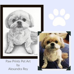 May include: A black and white pencil drawing of a Shih Tzu dog, with a color photo of the same dog in a separate frame. The drawing is framed in black and the photo is framed in black with gold corners. The text "Paw Prints Pet Art by Alexandra Rey" is below the frames.