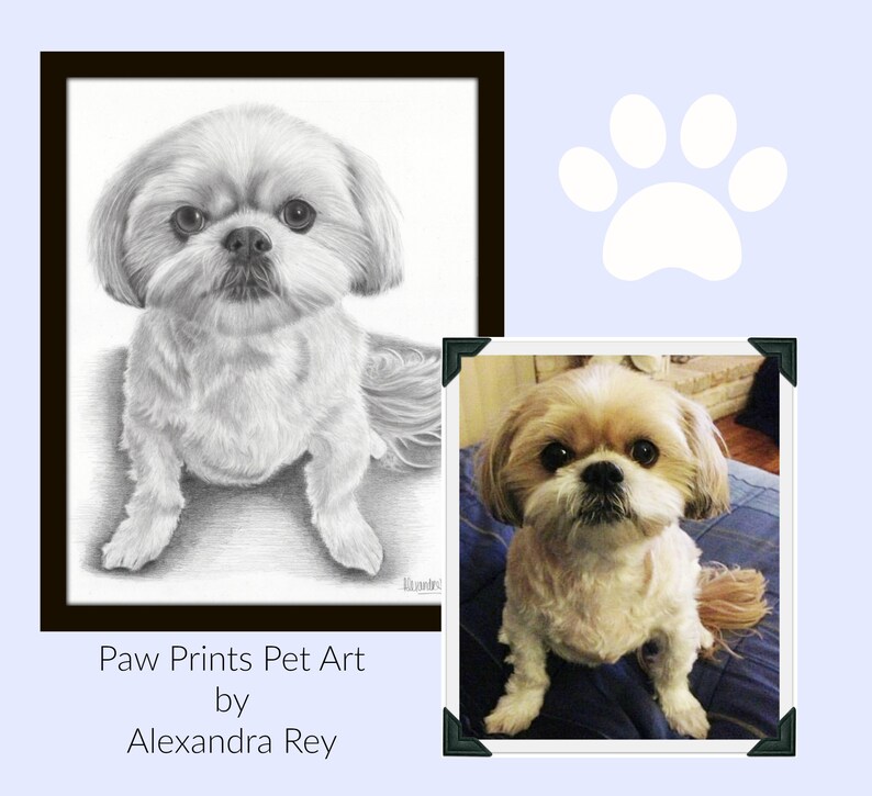 May include: A black and white pencil drawing of a Shih Tzu dog, with a color photo of the same dog in a separate frame. The drawing is framed in black and the photo is framed in black with gold corners. The text "Paw Prints Pet Art by Alexandra Rey" is below the frames.