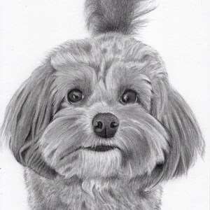 May include: A black and white pencil drawing of a small, fluffy dog with its hair tied up in a ponytail. The dog has a sweet expression on its face and is looking directly at the viewer.