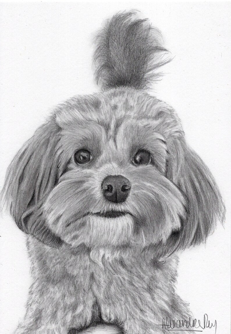 May include: A black and white pencil drawing of a small, fluffy dog with its hair tied up in a ponytail. The dog has a sweet expression on its face and is looking directly at the viewer.