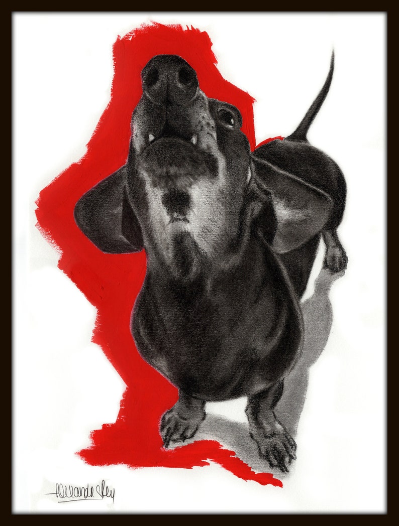Op de afbeelding: Een zwart-witte tekening van een teckel die met open bek omhoog kijkt. De hond staat op een rode achtergrond met een witte achtergrond erachter. De handtekening van de kunstenaar staat linksonder.
