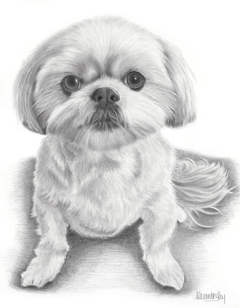 May include: A black and white pencil drawing of a small, fluffy white dog with big, dark eyes. The dog is sitting with its tail curled behind it.