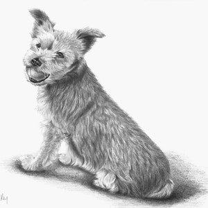 May include: A black and white pencil drawing of a small, furry dog sitting with its head tilted to the side. The dog has a happy expression on its face.