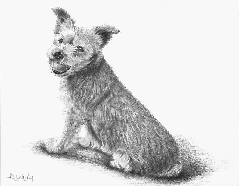 May include: A black and white pencil drawing of a small, furry dog sitting with its head tilted to the side. The dog has a happy expression on its face.