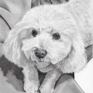 May include: A black and white pencil drawing of a small, white dog with fluffy fur. The dog is lying on a soft, textured surface, looking directly at the viewer with big, dark eyes.