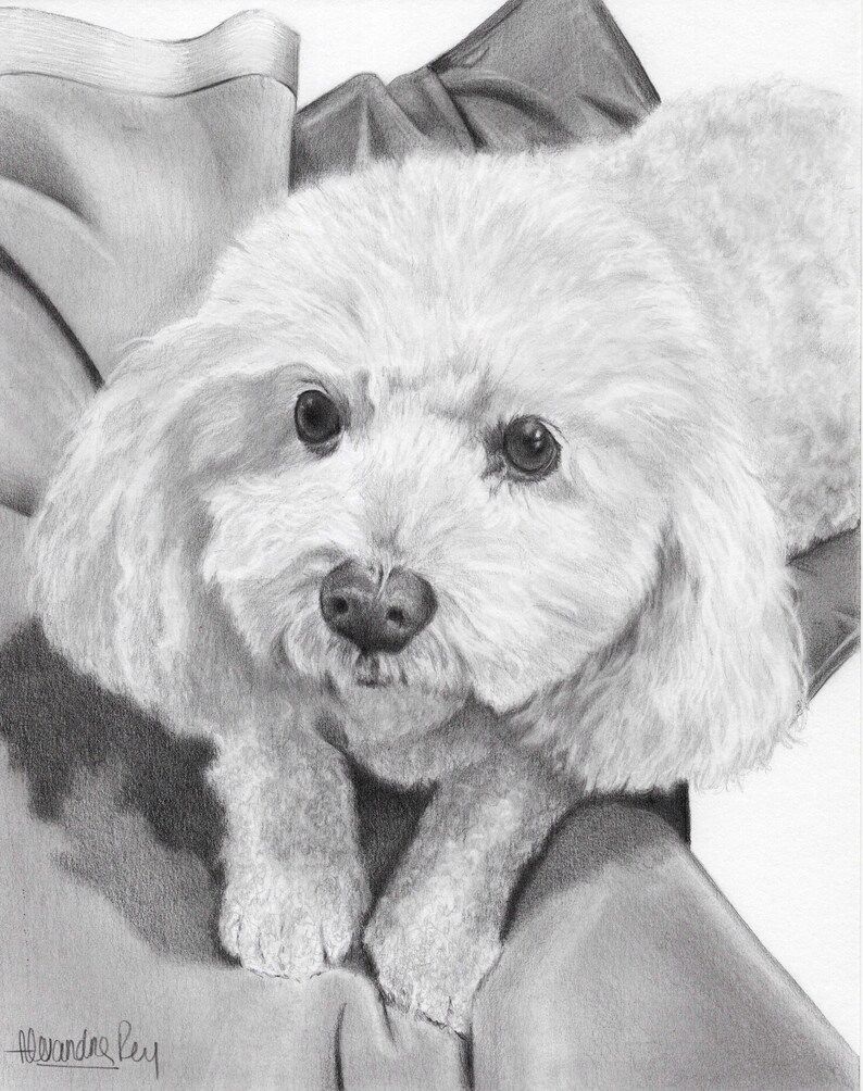 May include: A black and white pencil drawing of a small, white dog with fluffy fur. The dog is lying on a soft, textured surface, looking directly at the viewer with big, dark eyes.
