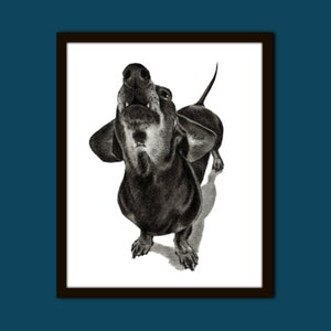 Op de afbeelding: Zwart-witte potloodtekening van een teckel die met open bek omhoog kijkt.