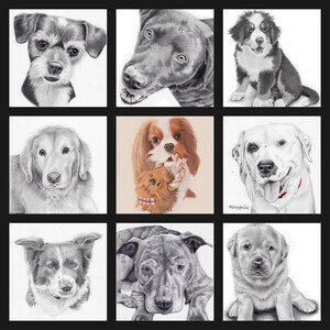 Op de afbeelding: Een collage van negen potloodtekeningen van verschillende hondenrassen. De honden zijn allemaal realistisch afgebeeld, met gedetailleerde vacht en gezichtsuitdrukkingen. De rassen zijn onder andere een Berner Sennenhond, een Cavalier King Charles Spaniel, een Golden Retriever, een Labrador Retriever, een Jack Russell Terrier, een Border Collie, een Pitbull, een Franse Bulldog en een Dackel.