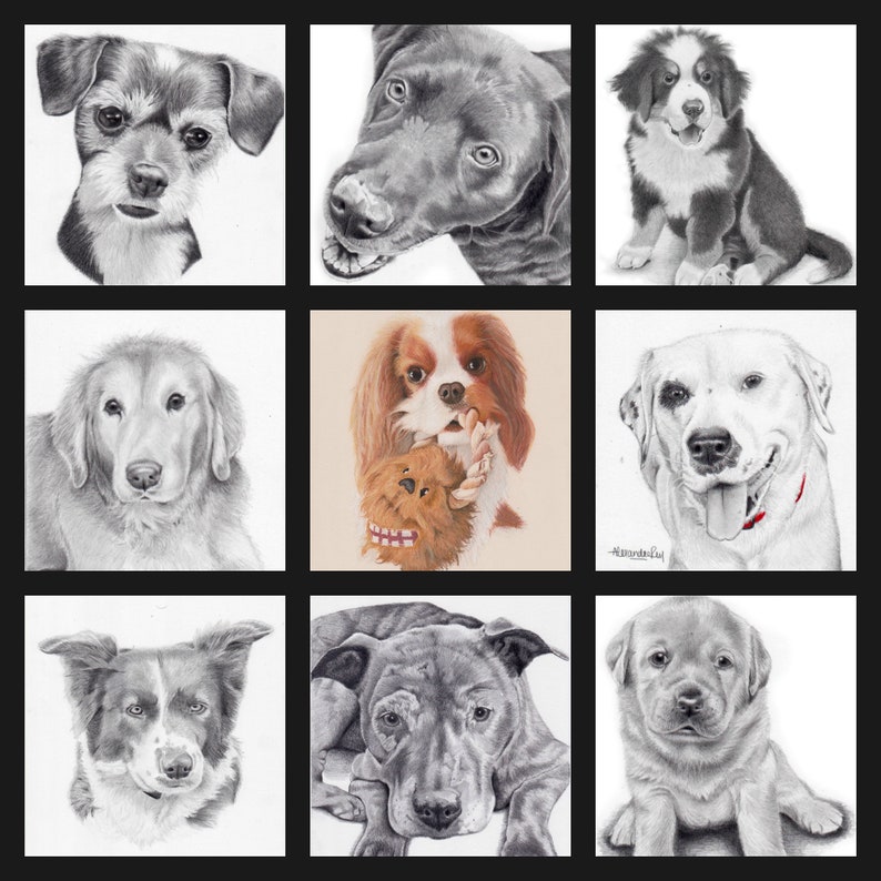 Op de afbeelding: Een collage van negen potloodtekeningen van verschillende hondenrassen. De honden zijn allemaal realistisch afgebeeld, met gedetailleerde vacht en gezichtsuitdrukkingen. De rassen zijn onder andere een Berner Sennenhond, een Cavalier King Charles Spaniel, een Golden Retriever, een Labrador Retriever, een Jack Russell Terrier, een Border Collie, een Pitbull, een Franse Bulldog en een Dackel.