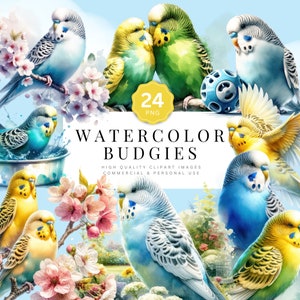 Budgie Clipart, aquarel parkiet digitale kunst, vogel PNG-afbeeldingen, scrapbooking, planner kunst, digitale download, huisdier illustratie set