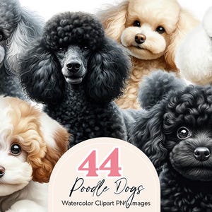 Poodle Clipart Bundle, 44 Watercolor Poodle PNG Images, Cute Dog Sublimation Graphics, Digital Download Poodle Dog Clipart Pack