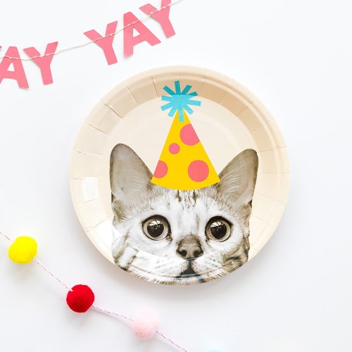 australian shepherd weight loss