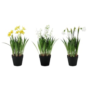 May include: Three potted plants with different flowers. One has yellow daffodils, another has white lily of the valley, and the third has white snowdrops. All are in black pots with green leaves.