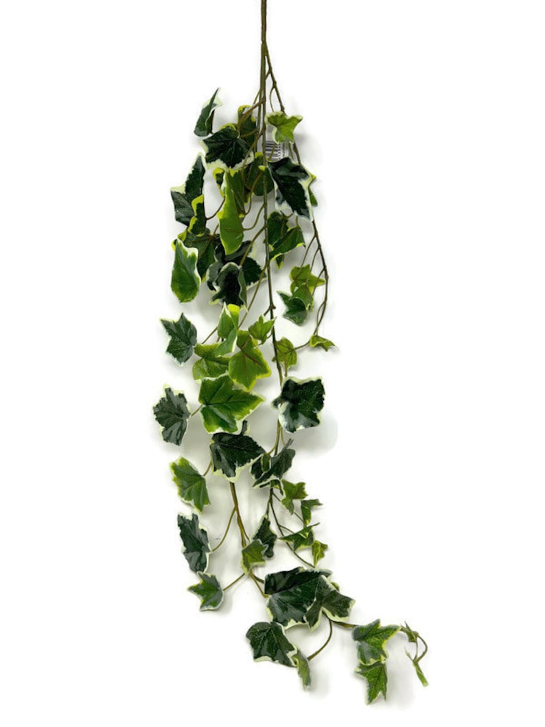 May include: A long, artificial ivy garland with green leaves with white edges. The garland is hanging down from the top of the image.