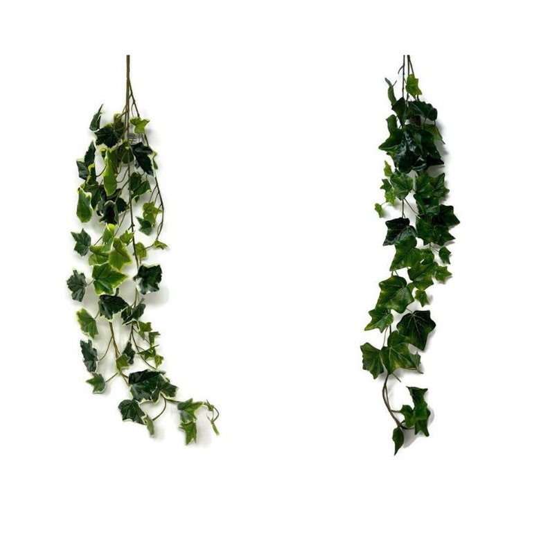 May include: Two artificial ivy garlands with green leaves, one with white edges, hanging against a white background.