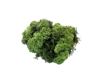 500 g de musgo preservado de reno verde finlandés - Textura floral para coronas