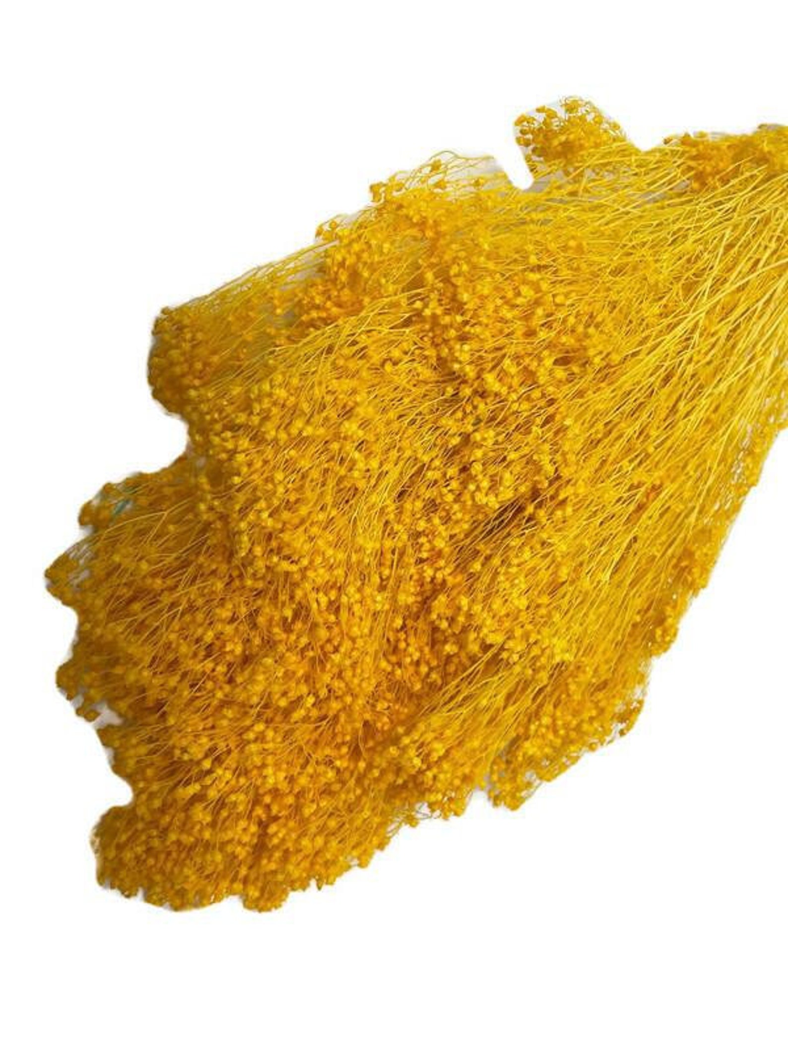 Preserved Natural Broom Blooms X 100g Yellow Etsy UK