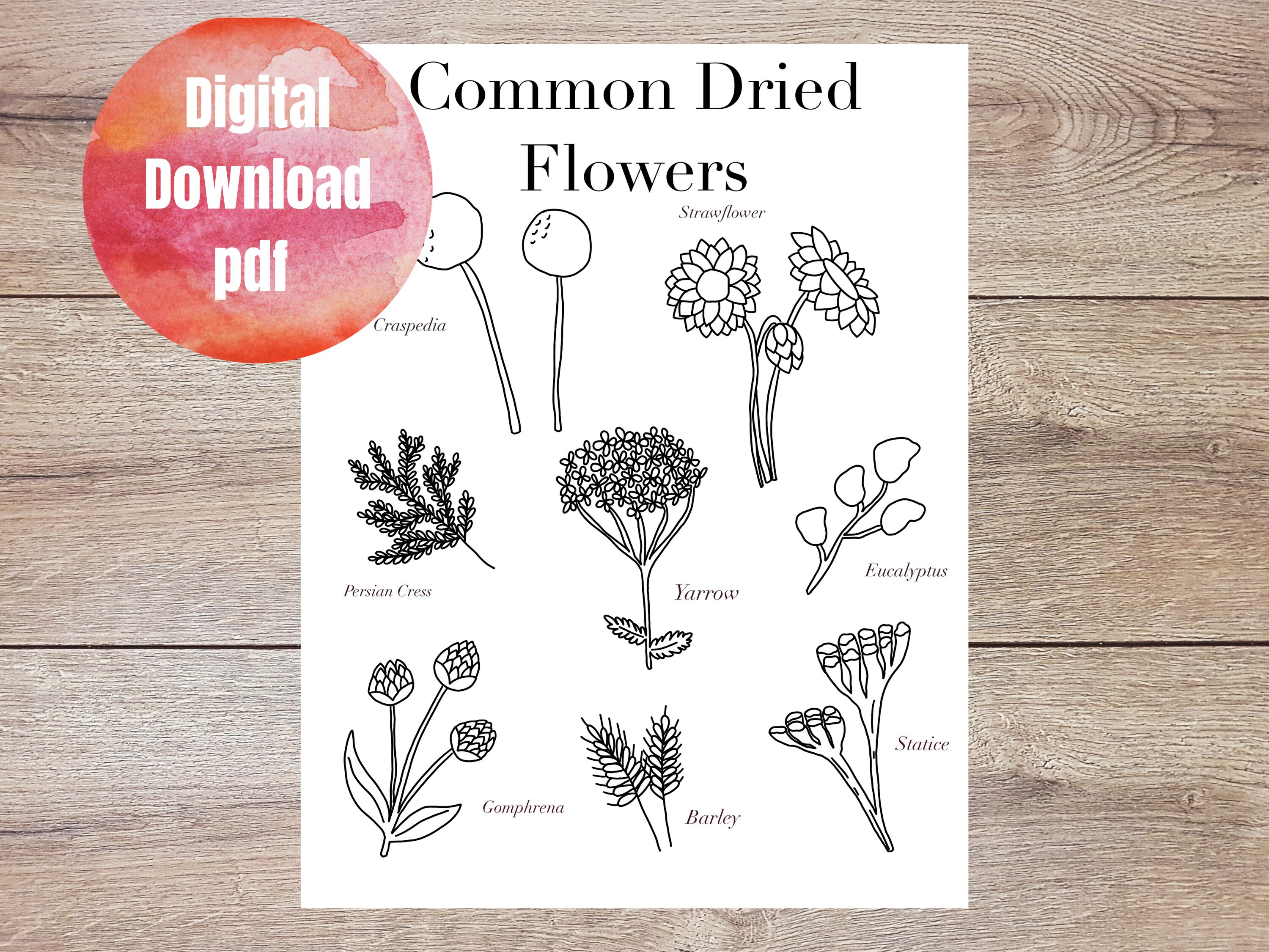 Common Dried Flowers Printable Coloring Page Digital Download | Etsy