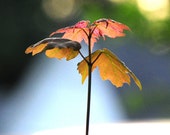 Young Red Maple Seedlings (5) - 6" - 12" Tall - Fast Growing Shade Tree - Great for Bonsai