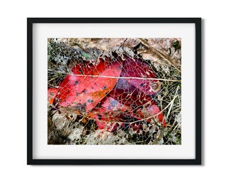 Kunstfotografie Print, Herfst Print, Herfst Print, Natuur Print, Kunst aan de muur, Tropische Print, Gebladerte Kunst, Scenic Print,