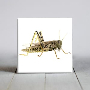 Grasshopper Ceramic Tile - Grasshopper Decorative Tile - Insect Lover Gift - Unique Nature Gifts