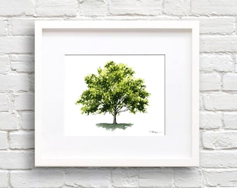 Watercolor Sycamore Tree - Sycamore Tree Art Print - Wall Decor - Painting