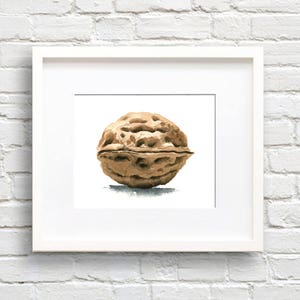 Walnut Art Print - Wall Decor - Watercolor Painting