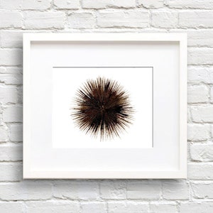 Sea Urchin Art Print - Wall Decor - Watercolor Painting
