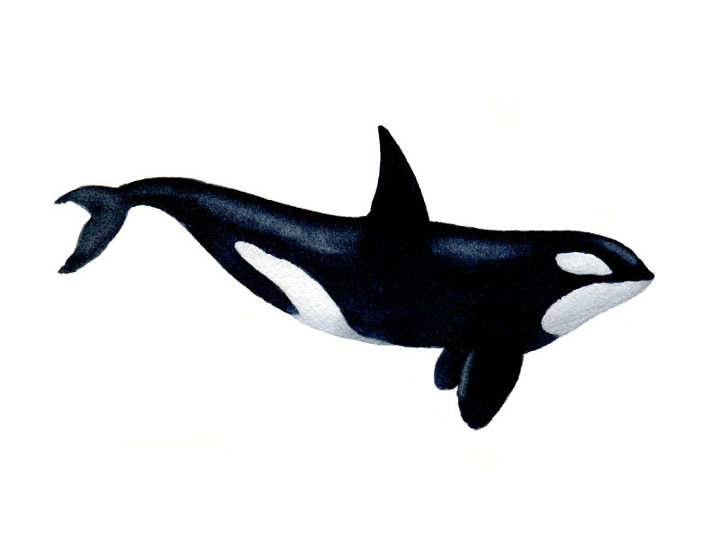 Orca Art Print Nursery Wall Decor Killer Whale Art | Etsy
