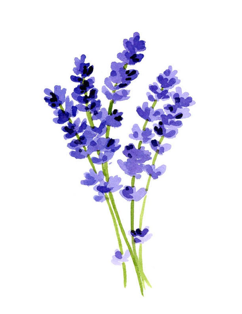 Lavender Art Print Lavender Flower Wall Decor Floral Etsy