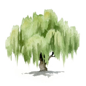 Watercolor Willow Tree Willow Tree Art Print Wall Decor Painting image 3