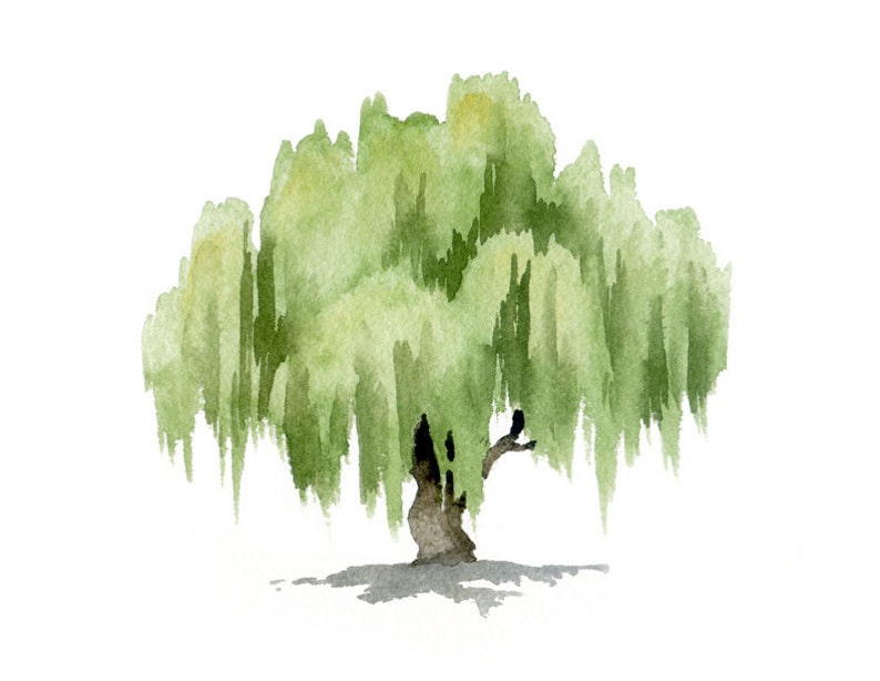 Watercolor Willow Tree Willow Tree Art Print Wall Decor Painting image 3